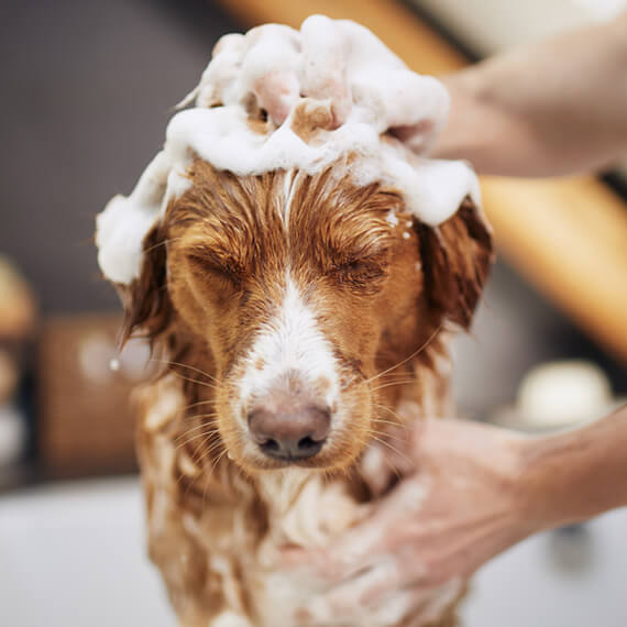 dog washing