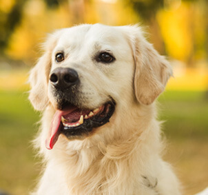 dog