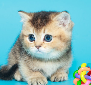 cat