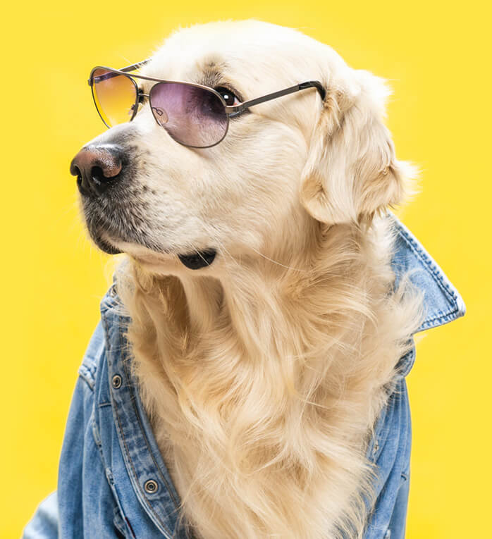 dog with glasses