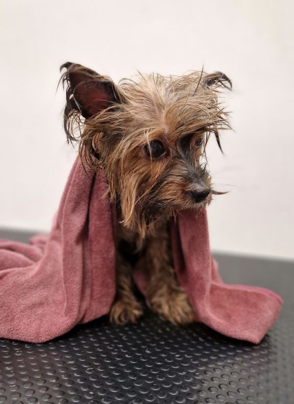 washed dog