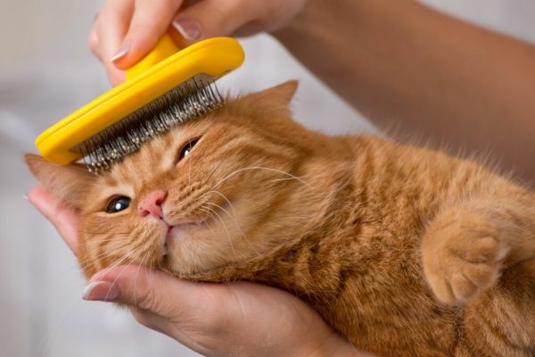 cat care