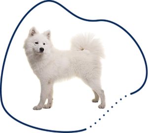 Samojedas