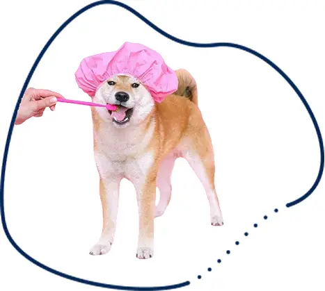dog services
