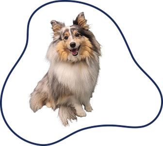 doggy