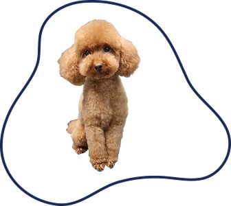 poodle