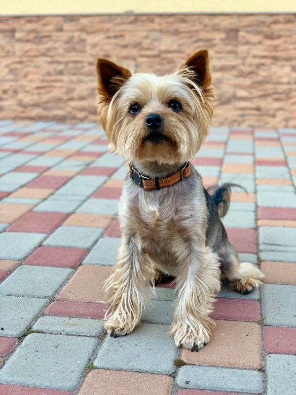 yorkshire terrier