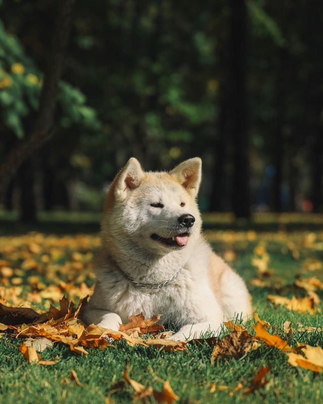 akita