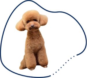 miniature poodle
