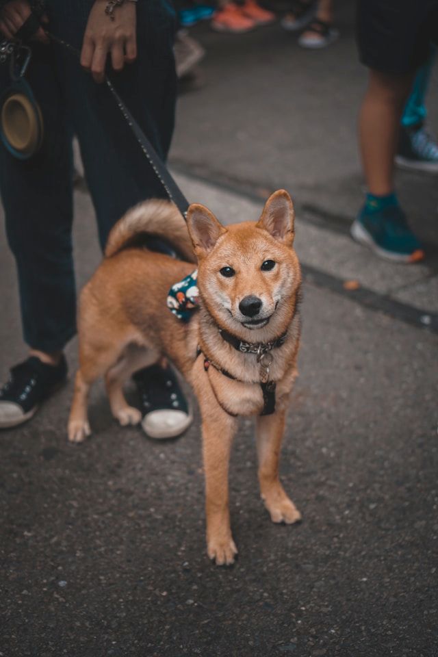 akita