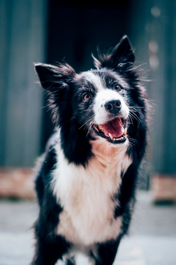 dog
