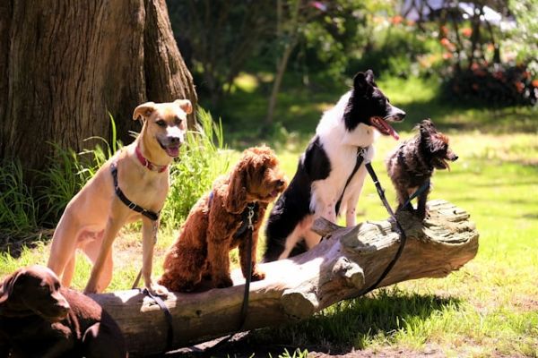 dogs
