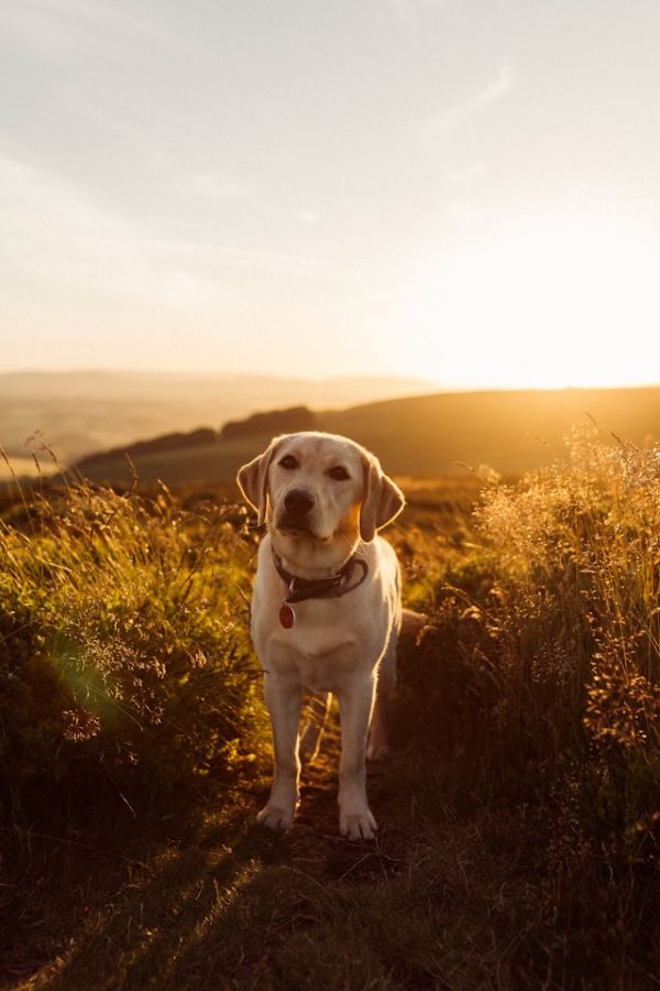 Labrador